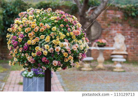 Rose Berry Tawada in Spring 2024 113129713