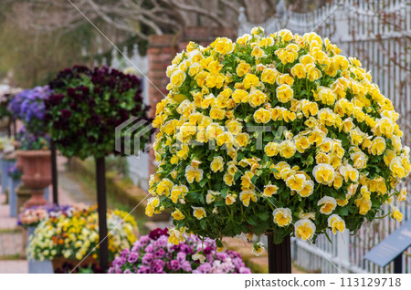 Rose Berry Tawada in Spring 2024 113129718