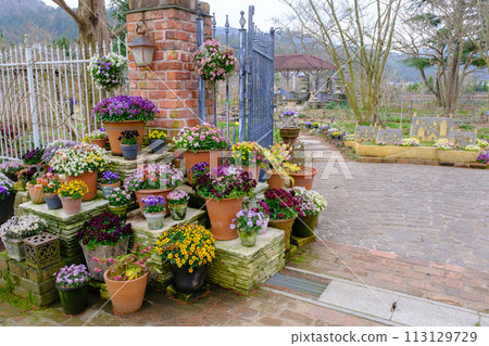 2024年春季漿果多和田 113129729