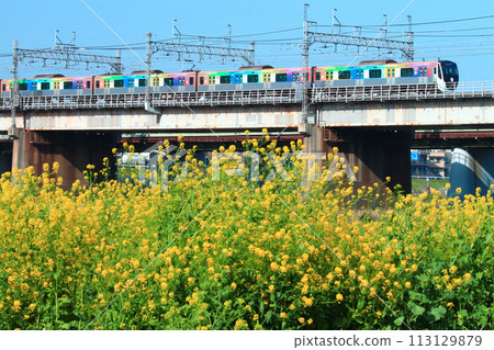 The "SDGs Train" crosses the Tama River amid blooming rape blossoms 113129879