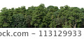 High-Quality 3D rendering of the Coniferous Forest Panorama Rendering 113129933