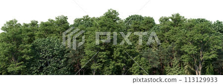 High-Quality 3D rendering of the Coniferous Forest Panorama Rendering High-Quality 3D rendering of the Coniferous Forest Panorama Rendering 113129933