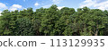 High-Quality 3D rendering of the Coniferous Forest Panorama Rendering 113129935