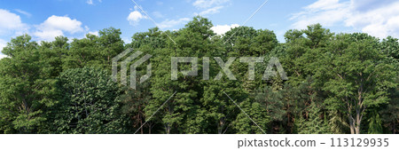 High-Quality 3D rendering of the Coniferous Forest Panorama Rendering High-Quality 3D rendering of the Coniferous Forest Panorama Rendering 113129935
