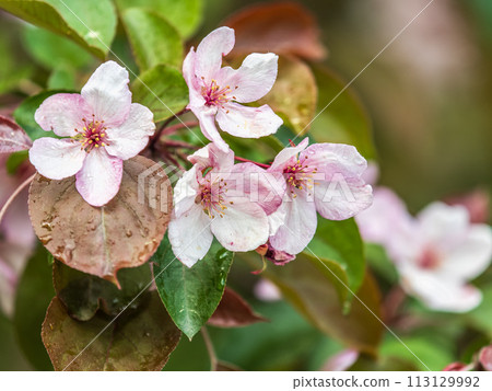 Fresh pink flowers of a blossoming apple tree with blured background Fresh pink flowers of a blossoming apple tree with blured background 113129992