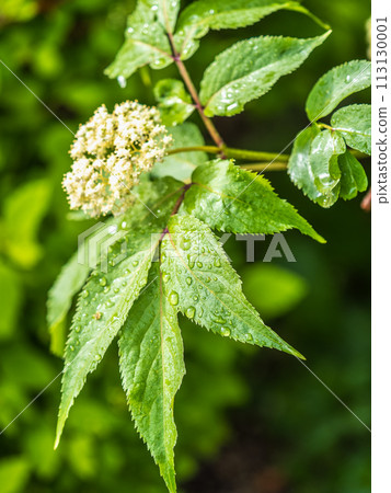 Green leaves with water drops after rain 113130001