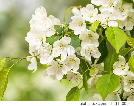 White blossoming apple trees in the sunset light. Spring season, spring colors. White blossoming apple trees in the sunset light. Spring season, spring colors. 113130004