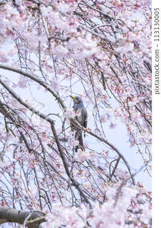 Edo Higanzakura Bulbul perching on Edo Higanzakura 113130005