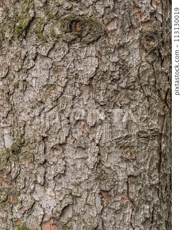 Bark texture and background of a old fir tree trunk. Detailed bark texture. Natural background Bark texture and background of a old fir tree trunk. Detailed bark texture. Natural background 113130019