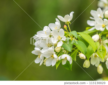 White blossoming apple trees in the sunset light. Spring season, spring colors. 113130020