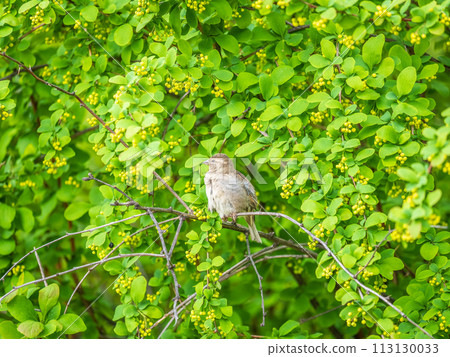 Sparrow sitting on a green branch in spring. Sparrow with playful poise on branch in spring or summer Sparrow sitting on a green branch in spring. Sparrow with playful poise on branch in spring or summer 113130033