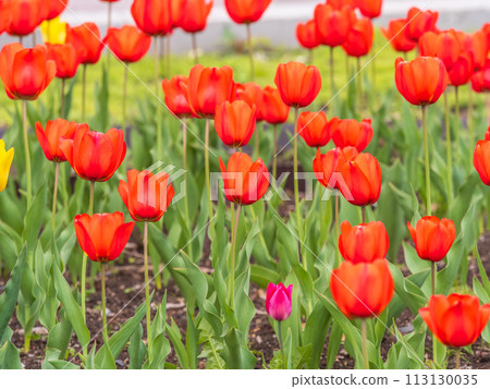 Colorful red tulips blossom in spring garden 113130035