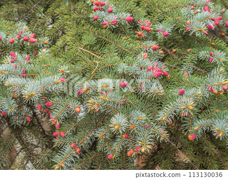 Closeup of fir branches with young buds. Spring nature concept. Fir branches with fresh shoots 113130036