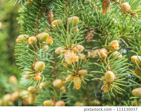 Closeup of fir branches with young buds. Spring nature concept. Fir branches with fresh shoots 113130037