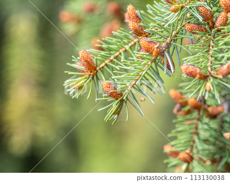 Closeup of fir branches with young buds. Spring nature concept. Fir branches with fresh shoots 113130038