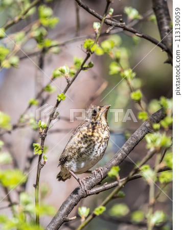 A fieldfare chick, Turdus pilaris, has left the nest and is sitting on a branch. A chick of fieldfare sitting and waiting for a parent on a branch. 113130059