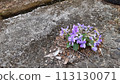 Violets blooming on concrete 113130071