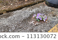 Violets blooming on concrete 113130072