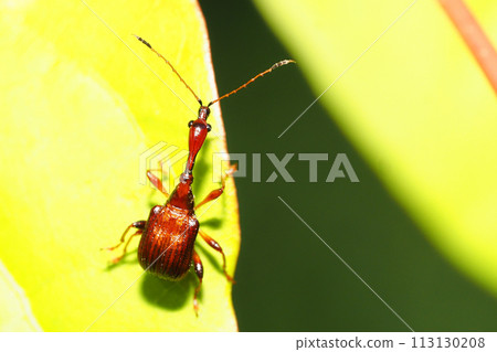 Beared beetle (male) 113130208