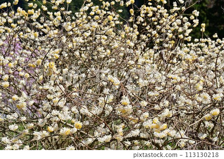 Bunpo-ji Temple in spring 113130218
