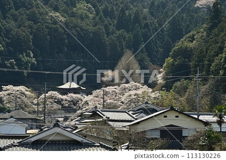 春天的太空觀音 113130226
