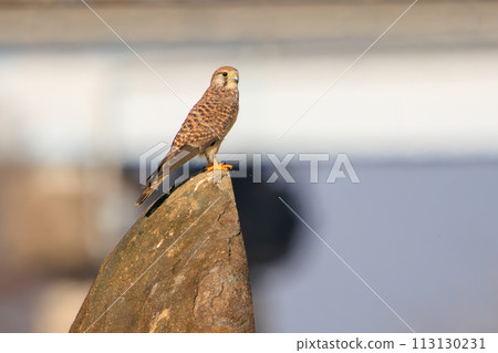 A beautiful kestrel (Falconidae) watching. At the Edogawa Riverbed, Matsudo City, Chiba Prefecture, Japan. 2023 1 A beautiful kestrel (Falconidae) watching. At the Edogawa Riverbed, Matsudo City, Chiba Prefecture, Japan. 2023 1 113130231