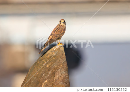 一隻美麗的紅隼（隼科）正在觀看。日本千葉縣松戶市江戶川河床。 2023年1 113130232