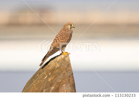 一隻美麗的紅隼（隼科）正在觀看。日本千葉縣松戶市江戶川河床。 2023年1 113130233