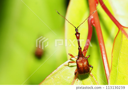 Beared beetle (male) 113130239