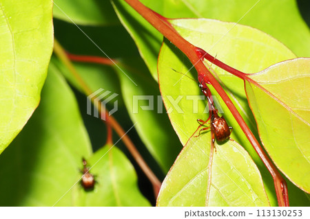 鬍子的甲蟲(男) 鬍子的甲蟲(男) 113130253