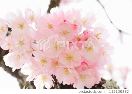 盛開的及川櫻花特寫[白色背景] [天空背景] 113130282