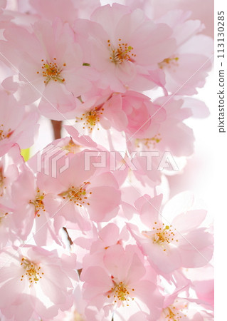 Close-up of Oikawa cherry blossoms in full bloom [White background] [Sky background] 113130285