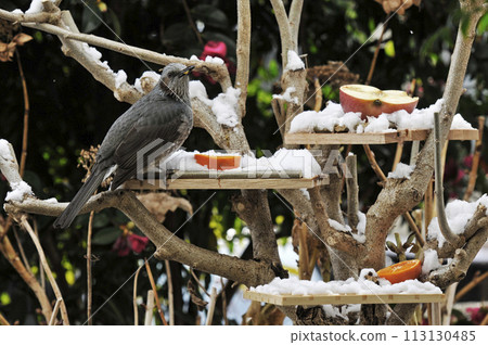 Bulbul resting on the feeding table and camellia flowers in the background Bulbul resting on the feeding table and camellia flowers in the background 113130485
