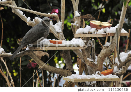 Hyodori靠在餵食台和山茶花背景上 113130486
