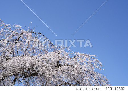 多摩靈園的垂枝櫻花 113130862