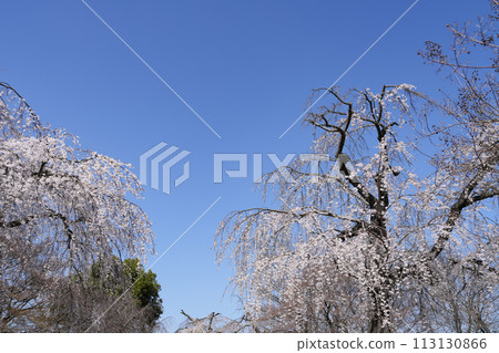 多摩靈園的垂枝櫻花 113130866