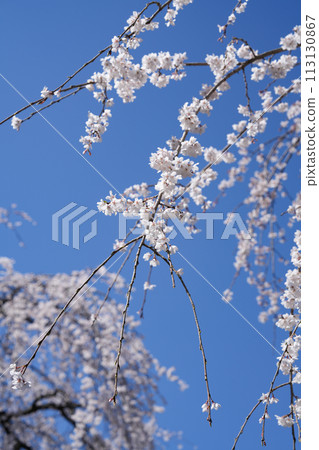 多摩靈園的垂枝櫻花 113130867