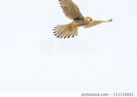 A beautiful hovering kestrel (Falconidae). At the Edogawa riverbed, Matsudo City, Chiba Prefecture, Japan. 202 113130881