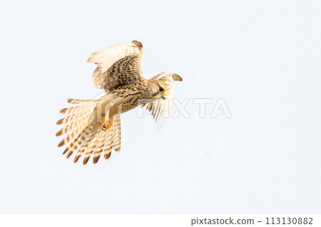A beautiful hovering kestrel (Falconidae). At the Edogawa riverbed, Matsudo City, Chiba Prefecture, Japan. 202 113130882