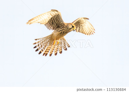 美麗的盤旋紅隼（隼科）。日本千葉縣松戶市江戶川河床。第202章 113130884