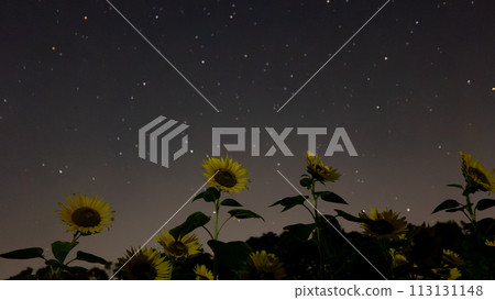 Sunflowers floating in the night sky 113131148
