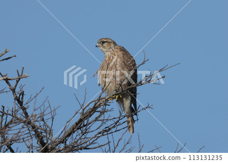 Female kestrel perching on a dead tree Female kestrel perching on a dead tree 113131235