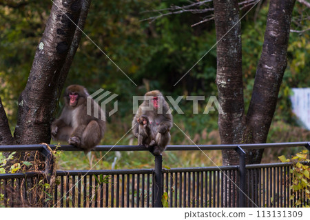 Autumn in Annaka City, Gunma Prefecture, Abt Road, wild Japanese macaques Autumn in Annaka City, Gunma Prefecture, Abt Road, wild Japanese macaques 113131309
