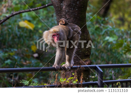 Autumn in Annaka City, Gunma Prefecture, Abt Road, wild Japanese macaques Autumn in Annaka City, Gunma Prefecture, Abt Road, wild Japanese macaques 113131310