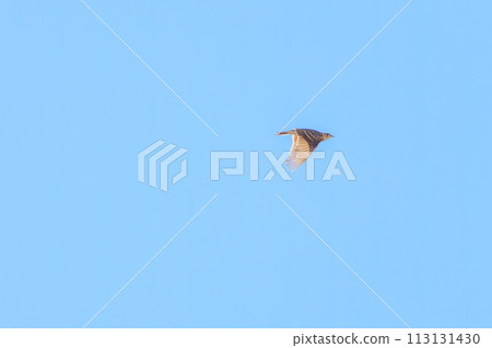 美麗的雲雀（Larkidae），一邊鳴叫一邊飛翔。日本神奈川縣平塚市岡崎農地。 2023年 113131430