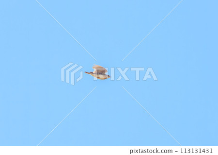 美麗的雲雀（Larkidae），一邊鳴叫一邊飛翔。日本神奈川縣平塚市岡崎農地。 2023年 113131431