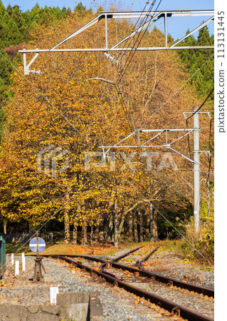Autumn in Annaka, Gunma Prefecture: Autumn leaves on the Abt Road Autumn in Annaka, Gunma Prefecture: Autumn leaves on the Abt Road 113131445