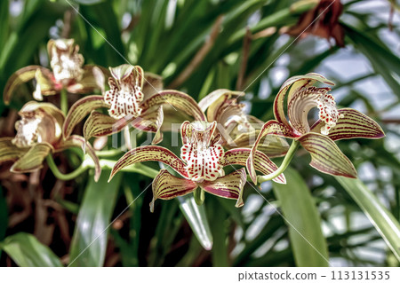Orchid, Cymbidium trachyanum [Cymbidium genus] 113131535