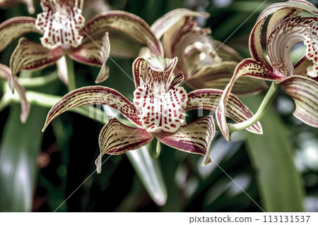 西蘭花，Cymbidium tracyanum [蕙蘭屬] 113131537