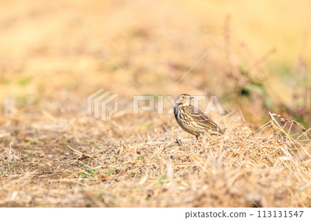 可愛的鶺鴒家族。日本神奈川縣平塚市岡崎農地。拍攝於 2023 年 12 月 17 日。 可愛的鶺鴒家族。日本神奈川縣平塚市岡崎農地。拍攝於 2023 年 12 月 17 日。 113131547